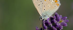 Preview wallpaper polyommatus, butterfly, lavender, flowers, macro, blur