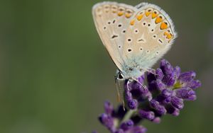 Preview wallpaper polyommatus, butterfly, lavender, flowers, macro, blur