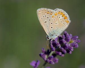 Preview wallpaper polyommatus, butterfly, lavender, flowers, macro, blur