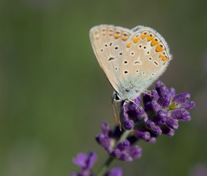 Preview wallpaper polyommatus, butterfly, lavender, flowers, macro, blur