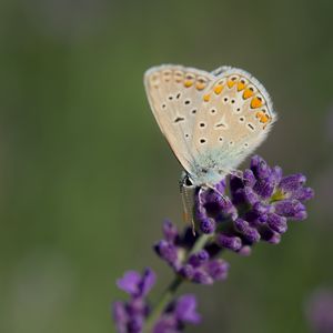 Preview wallpaper polyommatus, butterfly, lavender, flowers, macro, blur