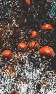 Preview wallpaper pomegranate, branch, fruit, ripe