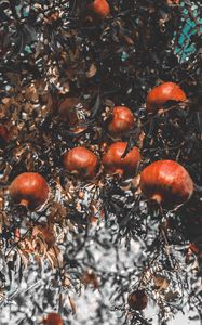 Preview wallpaper pomegranate, branch, fruit, ripe
