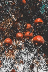 Preview wallpaper pomegranate, branch, fruit, ripe