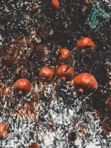 Preview wallpaper pomegranate, branch, fruit, ripe