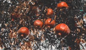 Preview wallpaper pomegranate, branch, fruit, ripe