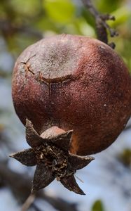 Preview wallpaper pomegranate, fruit, tree