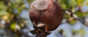 Preview wallpaper pomegranate, fruit, tree