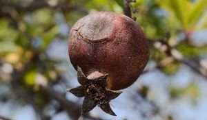 Preview wallpaper pomegranate, fruit, tree