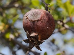 Preview wallpaper pomegranate, fruit, tree