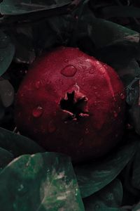 Preview wallpaper pomegranate, leaves, drops, fruit, red