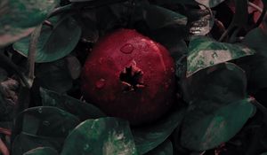 Preview wallpaper pomegranate, leaves, drops, fruit, red