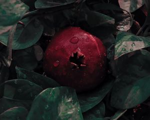 Preview wallpaper pomegranate, leaves, drops, fruit, red