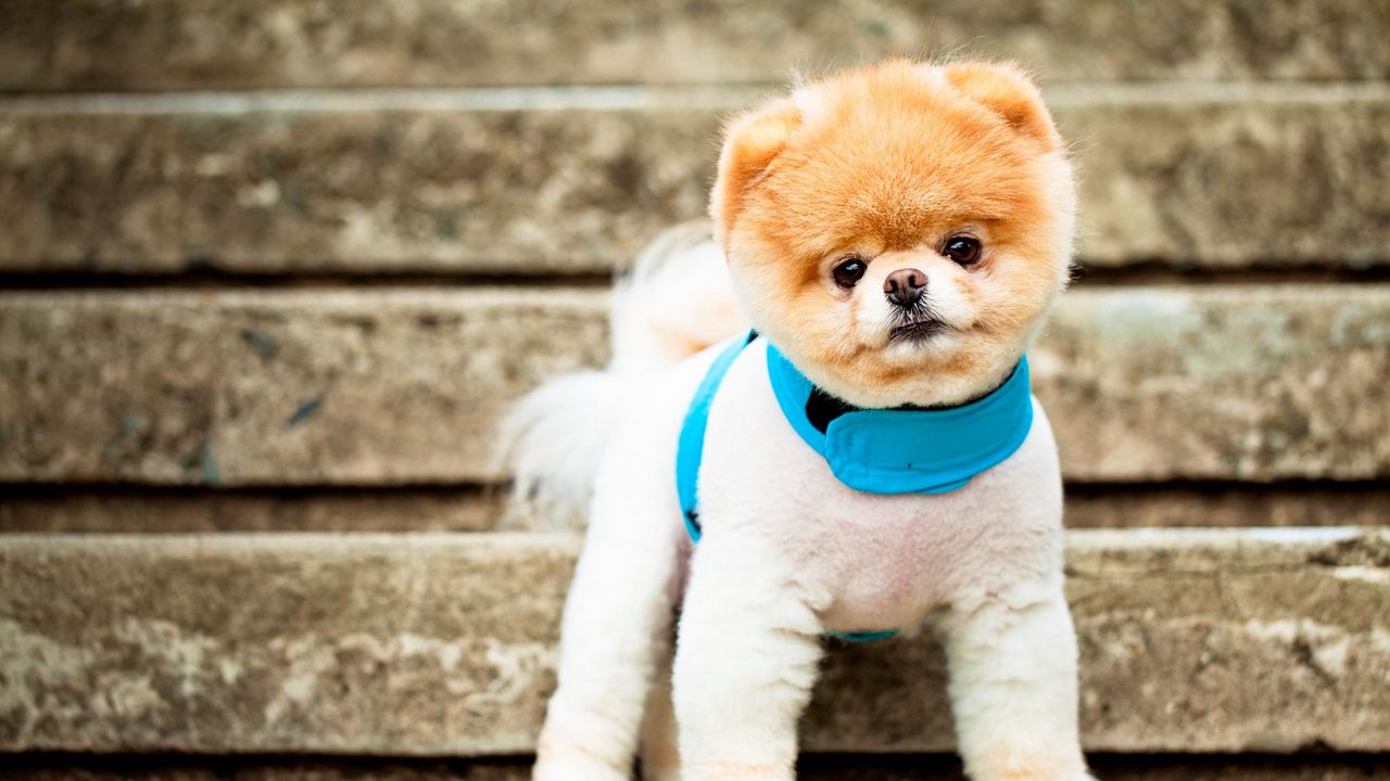 Wallpaper pomeranian, dog, breed, face, eyes, ears, collar, stairs