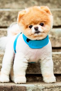 Preview wallpaper pomeranian, dog, breed, face, eyes, ears, collar, stairs