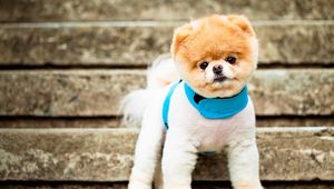 Preview wallpaper pomeranian, dog, breed, face, eyes, ears, collar, stairs