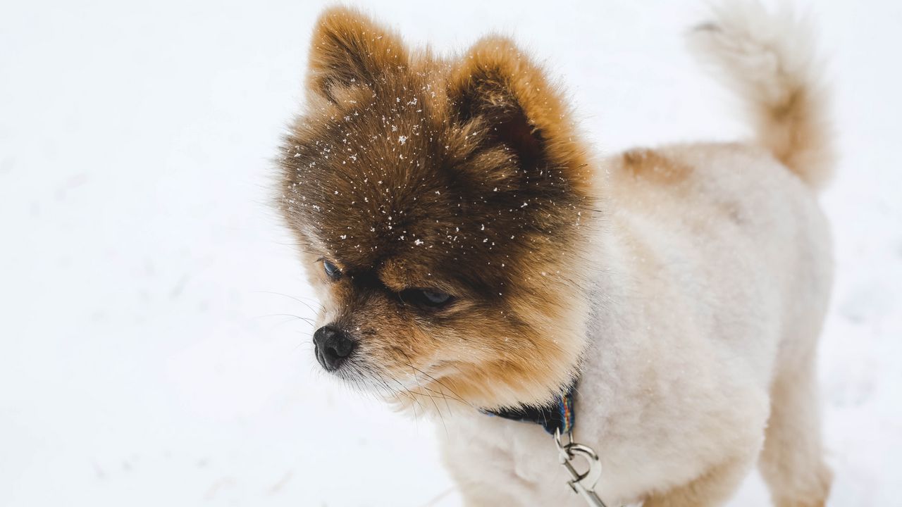 Wallpaper pomeranian, pom pom, spitz, puppy, dog, leash hd, picture, image
