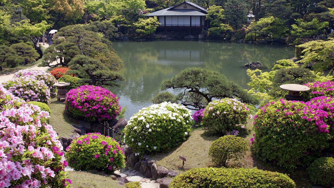 Wallpaper pond, beautiful, bushes, landscape