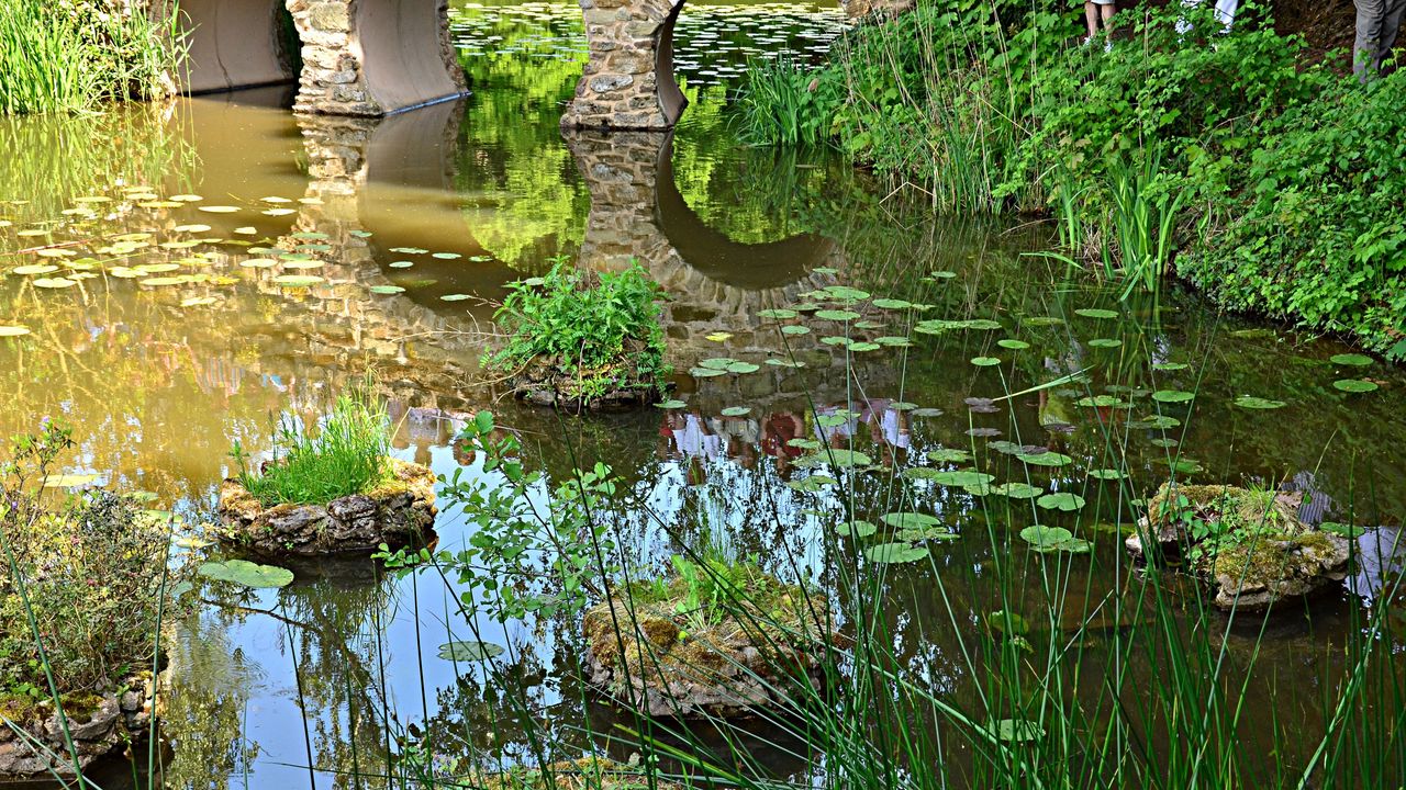 Wallpaper pond, bridge, vegetation, nature