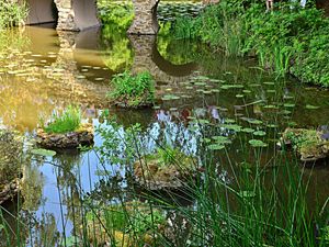 Preview wallpaper pond, bridge, vegetation, nature