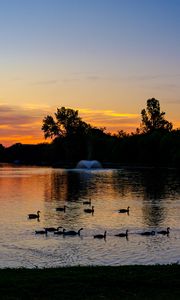 Preview wallpaper pond, ducks, sunset, nature, dark