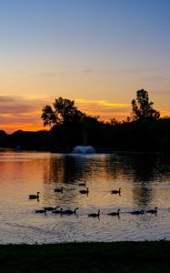 Preview wallpaper pond, ducks, sunset, nature, dark