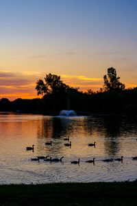 Preview wallpaper pond, ducks, sunset, nature, dark