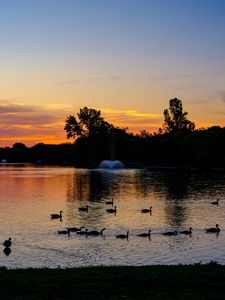 Preview wallpaper pond, ducks, sunset, nature, dark