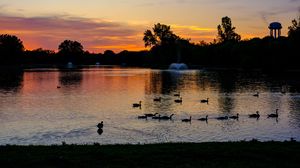 Preview wallpaper pond, ducks, sunset, nature, dark