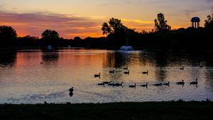 Preview wallpaper pond, ducks, sunset, nature, dark