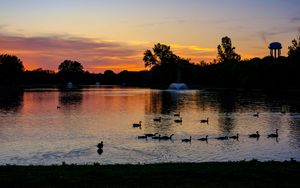 Preview wallpaper pond, ducks, sunset, nature, dark