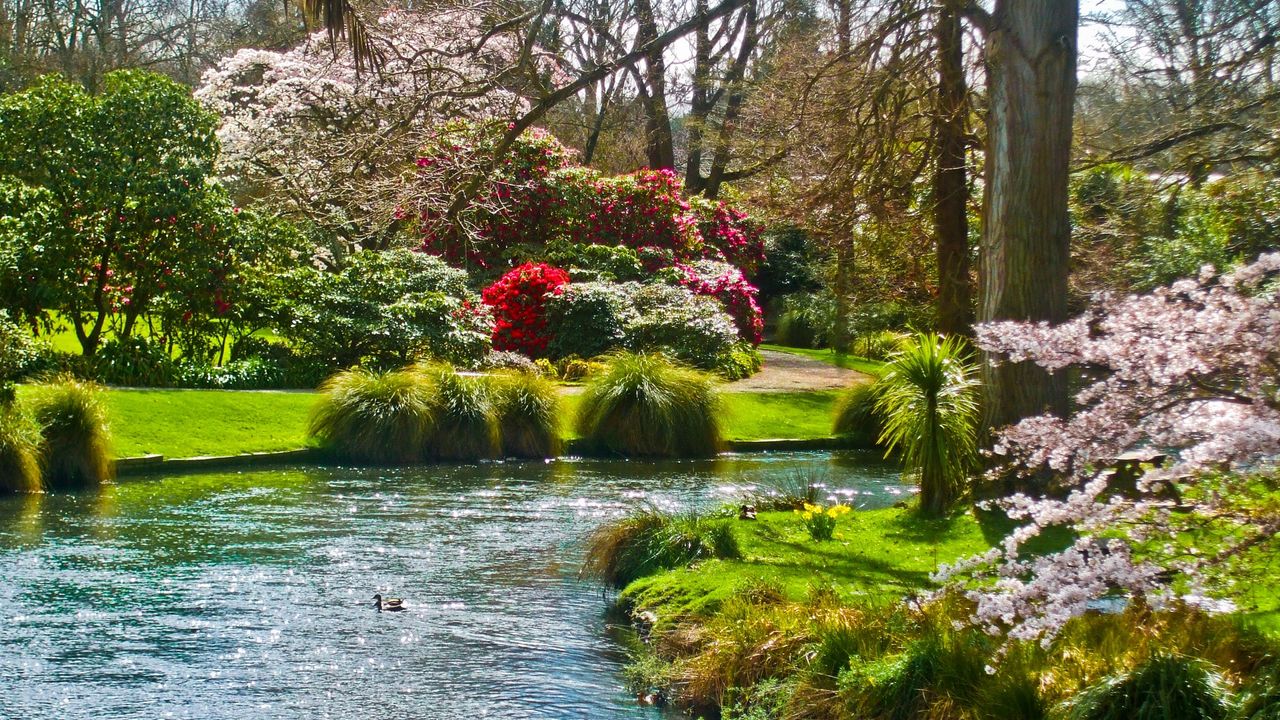 Wallpaper pond, flowers, grass, nature