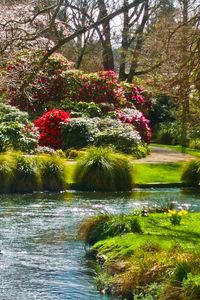 Preview wallpaper pond, flowers, grass, nature