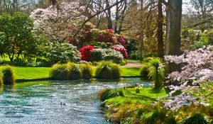 Preview wallpaper pond, flowers, grass, nature