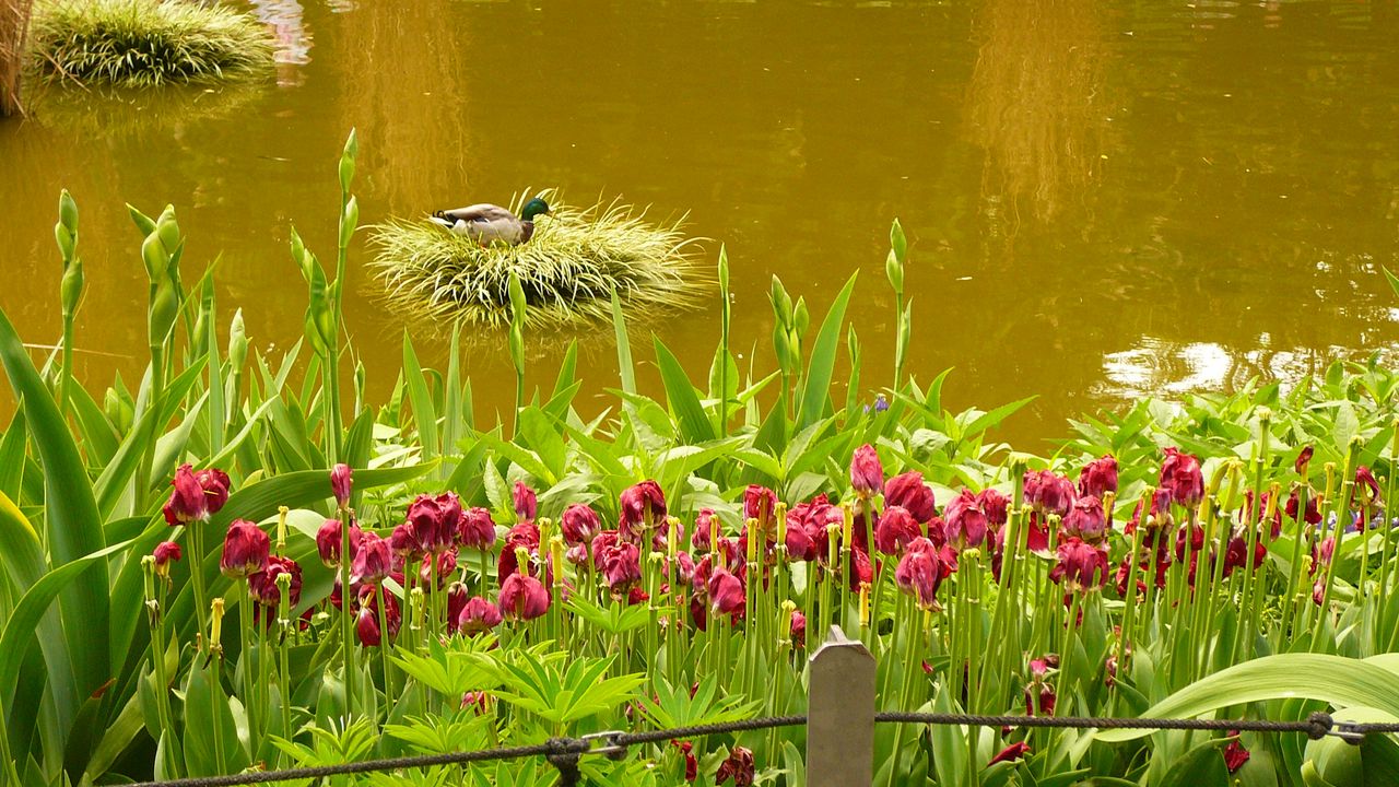 Wallpaper pond, flowers, nature