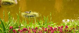 Preview wallpaper pond, flowers, nature