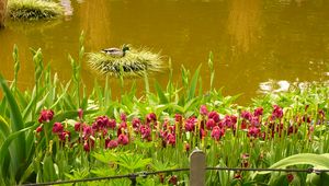 Preview wallpaper pond, flowers, nature