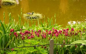 Preview wallpaper pond, flowers, nature