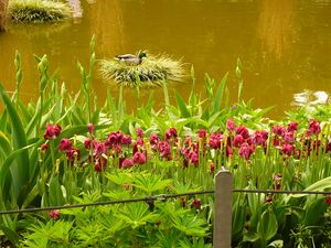 Preview wallpaper pond, flowers, nature