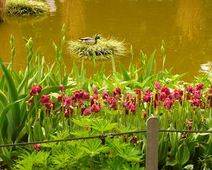 Preview wallpaper pond, flowers, nature