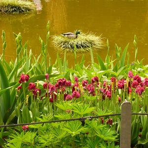 Preview wallpaper pond, flowers, nature