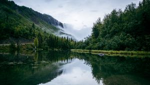 Preview wallpaper pond, fog, trees, forest, nature, slope