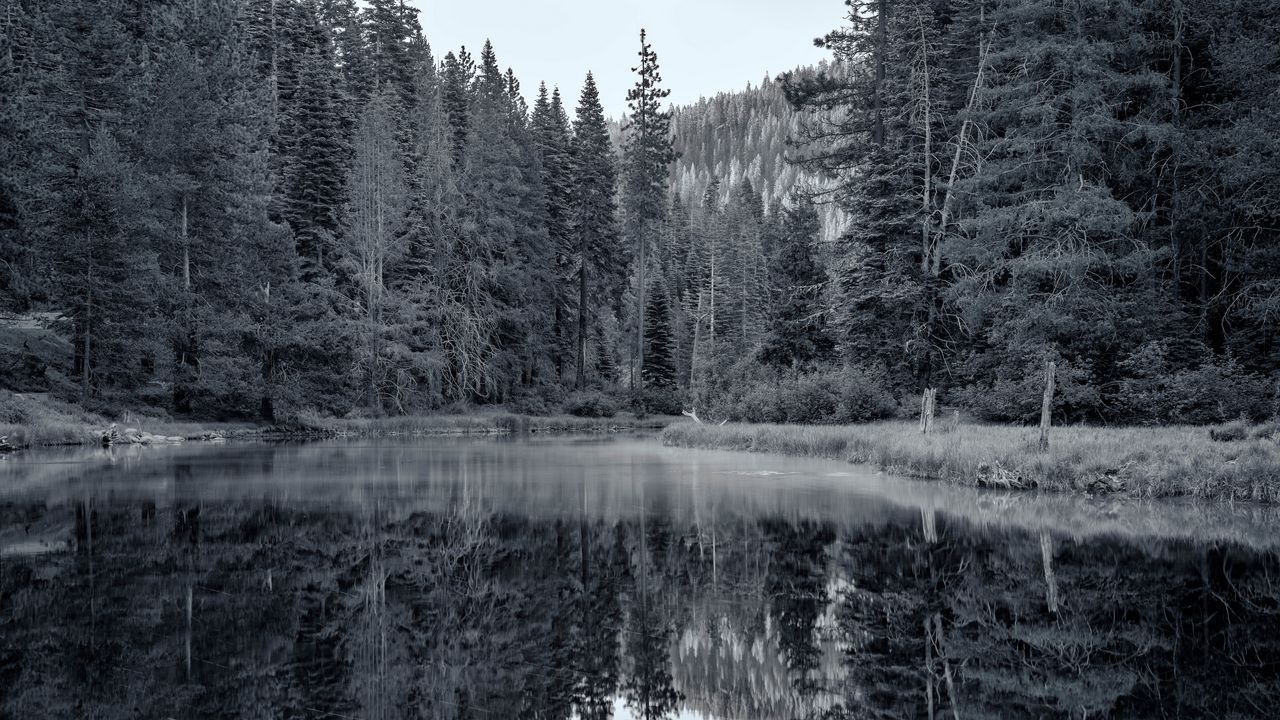 Wallpaper pond, forest, trees, reflection, nature, black and white