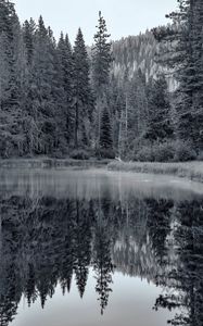 Preview wallpaper pond, forest, trees, reflection, nature, black and white