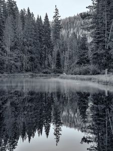 Preview wallpaper pond, forest, trees, reflection, nature, black and white