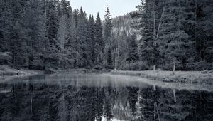 Preview wallpaper pond, forest, trees, reflection, nature, black and white