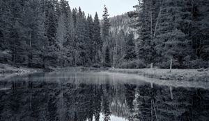 Preview wallpaper pond, forest, trees, reflection, nature, black and white