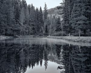 Preview wallpaper pond, forest, trees, reflection, nature, black and white