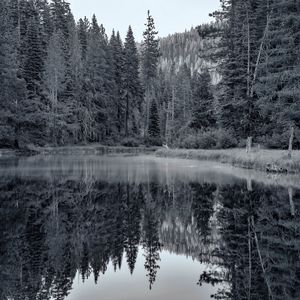 Preview wallpaper pond, forest, trees, reflection, nature, black and white