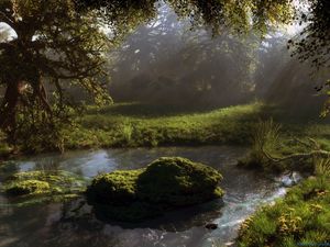 Preview wallpaper pond, forest, trees, nature